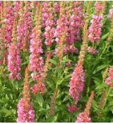 Lythrum salicaria 'Blush' - vrbica vŕbolistá 'Blush'