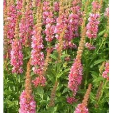 Lythrum salicaria 'Blush' - vrbica vŕbolistá 'Blush'