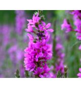 Lythrum salicaria - vrbica vŕbolistá