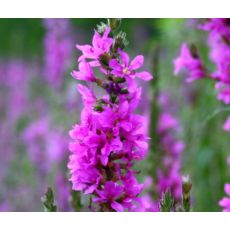 Lythrum salicaria - vrbica vŕbolistá