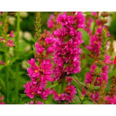 Lythrum salicaria 'Robert' - vrbica vŕbolistá 'Robert'