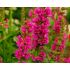 Lythrum salicaria 'Robert' - vrbica vŕbolistá 'Robert'
