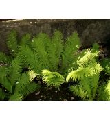 Matteuccia struthiopteris - perovník pštrosí