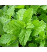 Melissa officinalis - medovka lekárska
