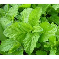 Melissa officinalis - medovka lekárska