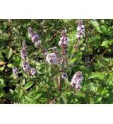 Mentha piperita 'Chocolate' - čokoládová mäta