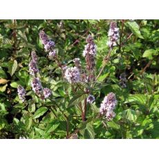 Mentha piperita 'Chocolate' - čokoládová mäta