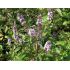 Mentha piperita 'Chocolate' - čokoládová mäta