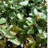 Mentha piperita 'Chocolate' - čokoládová mäta