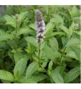 Mentha piperita 'Swiss' - mäta pieporná švédska