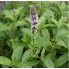 Mentha piperita 'Swiss' - mäta pieporná švédska