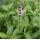 Mentha piperita 'Swiss' - mäta pieporná švédska