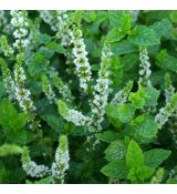 Mentha spicata 'Moroccan' - marocká mäta