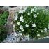 Minuartia laricifolia - kurička šidlolistá (syn. Minuartia langii)