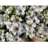 Minuartia laricifolia - kurička šidlolistá (syn. Minuartia langii)