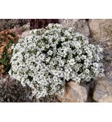 Minuartia laricifolia - kurička šidlolistá (syn. Minuartia langii)