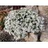 Minuartia laricifolia - kurička šidlolistá (syn. Minuartia langii)