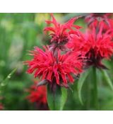 Monarda 'Cambridge Scarlet' - monarda 'Cambridge Scarlet'