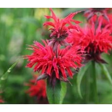 Monarda 'Cambridge Scarlet'  - monarda 'Cambridge Scarlet'