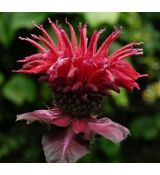 Monarda 'Fireball' - monarda 'Fireball'