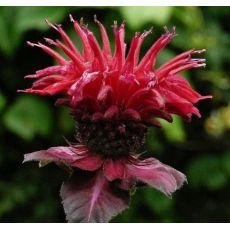 Monarda 'Fireball' - monarda 'Fireball'