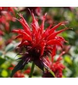 Monarda 'Gardenview Scarlet' - monarda 'Gardenview Scarlet'