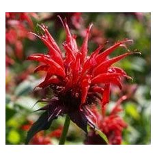 Monarda 'Gardenview Scarlet' - monarda 'Gardenview Scarlet'