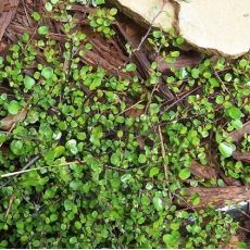 Muehlenbeckia axilliaris 'Nana'