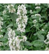 Nepeta cataria ssp. citriodora - kocúrnik obyčajný citrónový