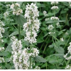 Nepeta cataria ssp. citriodora - kocúrnik obyčajný citrónový
