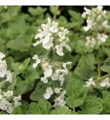 Nepeta racemosa 'Snowflake' - kocúrnik záhradný