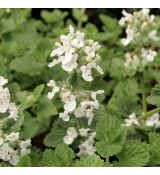 Nepeta racemosa 'Alba' - kocúrnik záhradný