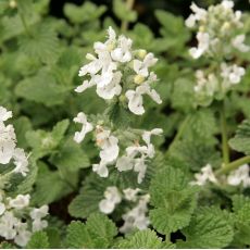 Nepeta racemosa 'Snowflake' - kocúrnik záhradný