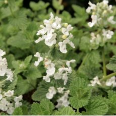 Nepeta racemosa 'Alba' - kocúrnik záhradný