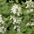 Nepeta racemosa 'Alba' - kocúrnik záhradný