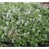 Nepeta racemosa 'Snowflake' - kocúrnik záhradný