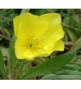 Oenothera missouriensis - pupalka missourská (syn. O. macrocarpa)