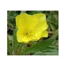 Oenothera missouriensis - pupalka missourská (syn. O. macrocarpa)