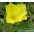Oenothera missouriensis - pupalka missourská (syn. O. macrocarpa)