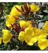 Oenothera tetragona 'Fyrverkeri' - pupalka štvorhranná 'Fyrverkeri'