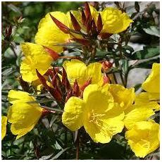 Oenothera tetragona 'Fyrverkeri' - pupalka štvorhranná 'Fyrverkeri'