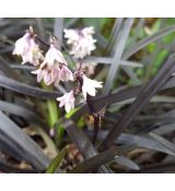 Ophiopogon planiscapus 'Nigrescens' - bradník 'Nigrescens'