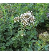 Origanum vulgare 'Hot & Spicy' - pamajorán obyčajný 'Hot & Spicy' (oregano)