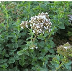 Origanum vulgare 'Hot & Spicy' - pamajorán obyčajný 'Hot & Spicy' (oregano)