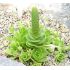 Orostachys aggregata
