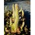 Orostachys aggregata