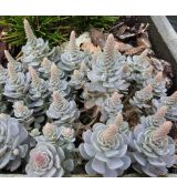 Orostachys iwarenge