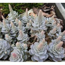 Orostachys iwarenge