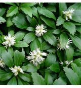 Pachysandra terminalis 'Green Carpet' - pachysandra vrcholovitá 'Green Carpet'