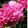 Paeonia lactiflora 'Edulis Superba' - pivonka čínska 'Edulis Superba'